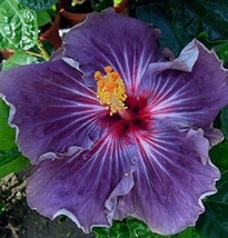  20PCS Giant Purple Hibiscus Flower Seeds - £6.25 GBP