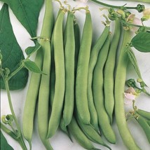 50 seeds Bean Volunteer Half Runner Create a Lush Garden with Premium Seeds  - £11.96 GBP