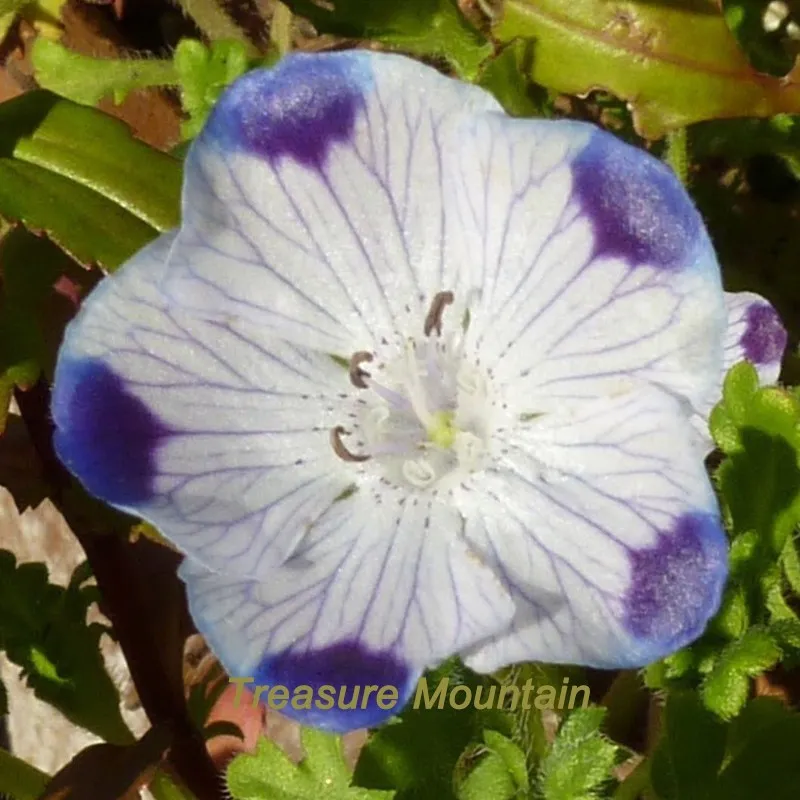 Fresh Five Spot Nemophila maculata Eye-Catching Ground Cover  - $8.18