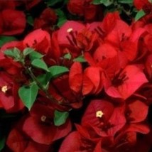 USA SELLER Well Rooted San Diego Red Live Bougainvillea Starter/Plug Plant - $43.98