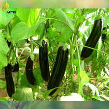 New Fresh Black Eggplant Pack 200 Seeds Large Organic Long Edible Vegetables E35 - $5.45