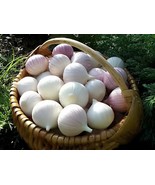 100 Seeds Giant Garlic Bulbils Lyubasha Winter(not Cloves) - $13.30