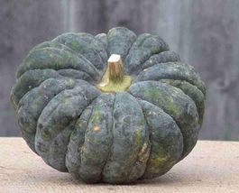 Black Futsu Squash Vegetable Organic, 10 Seeds - £8.09 GBP