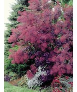 1 pcs Royal Purple Smokebush Tree Live Plant 2.5 Quart - £55.53 GBP