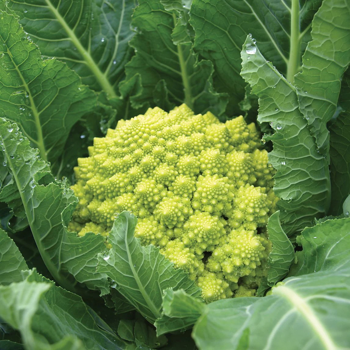 Non-GMO Heirloom Romanesco Broccoli Seeds | Unique Nutty Flavor &amp; Fracta... - $5.98+