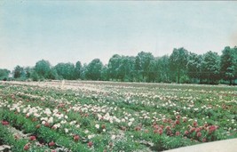 World Peony Center Plant Bed Sarcoxie Missouri MO Postcard E15 - £4.62 GBP