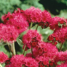 50 Red Royal Hawaiian Ageratum Seeds Flower - $17.96