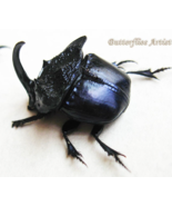 Four-Toothed Dung Phanaeus Quadridens Pair Beetles Framed Entomology Sha... - $84.00