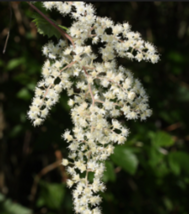 White OCEANSPRAY Shrub    Flower 100 Seeds - £8.61 GBP