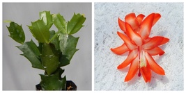 Desert Sun Christmas Cactus Well Rooted Starter Plant Schlumbergera Trun... - $39.99
