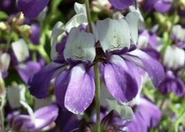 CHINESE HOUSE FLOWER SEEDS FREE SHIPPING 100 FRESH SEEDS PURPLE - $2.28