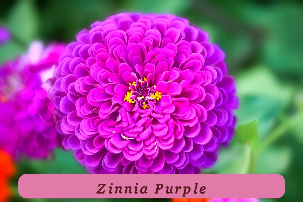 Premium Seeds 250 Purple Prince Zinnia Elegans Flower Seeds - $4.22