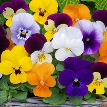 Viola Trumpets Mix Pansy, 40 Seeds R - £13.27 GBP