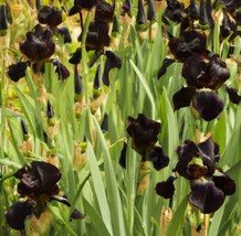 Iris Black Knight Iris Chrysographes 5 Seeds From USA! - £6.84 GBP