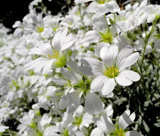 Fresh 200 Seeds Snow In Summer Open Pollinated Drought Tolerant - £7.07 GBP