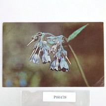Chiming Bells Flower Alaska Vintage 1950s Postcard Dedman&#39;s Photo Shop - $6.88