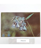 Chiming Bells Flower Alaska Vintage 1950s Postcard Dedman&#39;s Photo Shop - $9.47 CAD