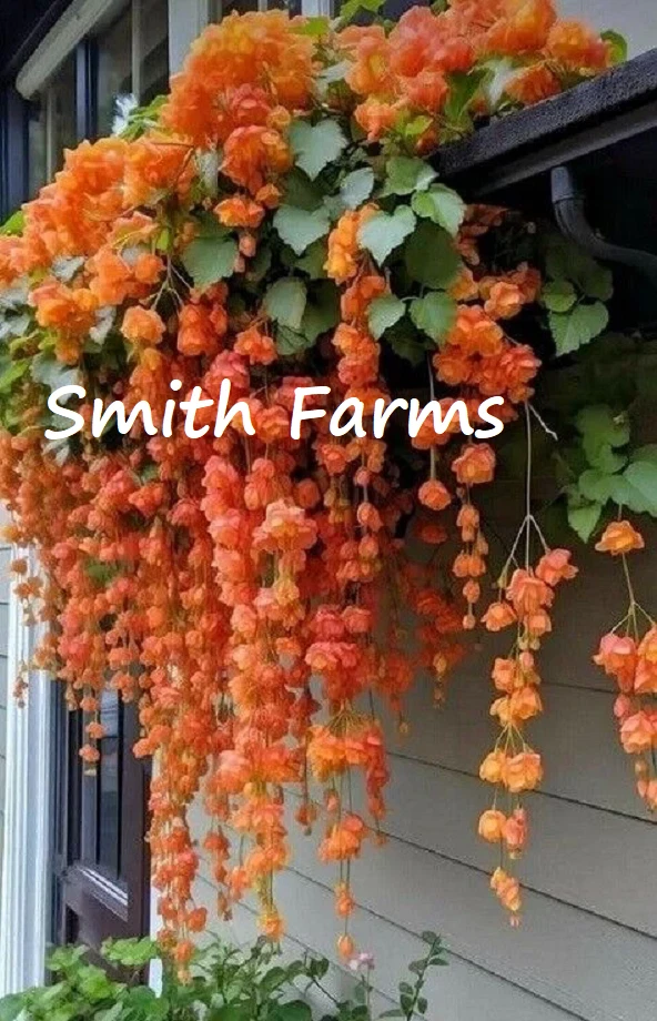 25 Seeds Orange Weeping Begonia Flowers Beautiful Hanging Basket Plant - $6.94