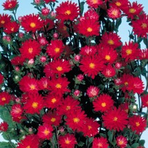 Aster Seeds 50 Seeds Aster Serenade Scarlet Cut Flower Seeds Gardening USA Shipp - £10.88 GBP