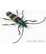 Blue-green Metallic Polyzonus Opacus Longhorn Beetle Framed Entomology S... - €49,83 EUR