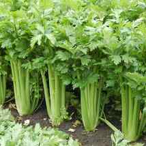 2500 Seeds Tall Utah Celery Non-Gmo - $10.00