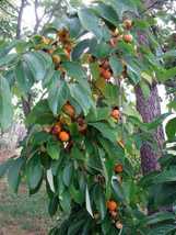 2 Live Plants American Persimmon Trees 6 In. Sapling Seedling Diospyros Fruit - £42.46 GBP