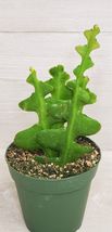 4&quot; pot Fishbone Cactus ,Epiphyllum Anguliger Ric Rac Cactus ,Zig Zag Cactus - £33.55 GBP
