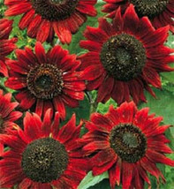 Bin#2R8D2 Sunflower Seeds 50 Red Sun Flower Seedsgarden Beautiful USA Seller - £17.56 GBP