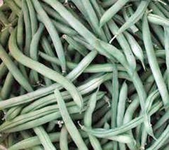 Bean, Provider Bush, Heirloom, 100+ Seeds, Non GMO, Green Beans Vegetable - £3.12 GBP