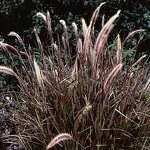 1 Red Fountain Grass Plant Bare Root Landscape Fall Color Ornamental Gra... - $356.27 MXN