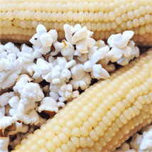 Japanese White Hulless Popcorn Pop Ornamental Field Corn Garden Usa Shipping - $9.90