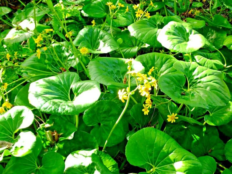 Best GIANT LEOPARD PLANT SEEDS Farfugium japonicum var. gigiantium