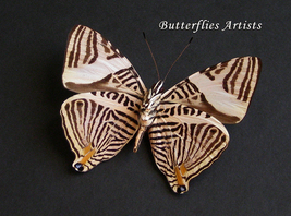 Zebra Mosaic Colobura Dirce Butterfly Framed Entomology Collectible Shadowbox - £37.76 GBP