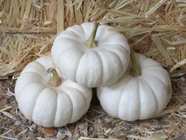 15 White Baby Boo Mini Pumpkin Miniature Cucurbita Pepo Vegetable Seeds Garden - £6.38 GBP