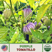 US Seller 20 Purple Tomatillo Seeds, Organic, Open-Pollinated, Non-Gmo - $10.18