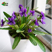 100 pcs/pack Chinese Violet Seeds Beautiful herba violae Flower Seeds Viola phil - £5.96 GBP
