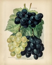 12860.Poster print.Room Wall design.Vintage garden fruit.Grapes.Kitchen decor - £13.02 GBP+