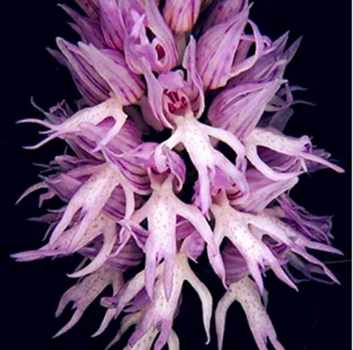 Orchis Italica Bonsai 100PCS Pyramid Monkey Orchid Italian Man Orchid  - $12.25