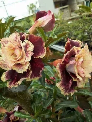 Fresh 4 Cream Maroon Desert Rose Seeds Adenium Flowers Flower Perennial - £7.97 GBP