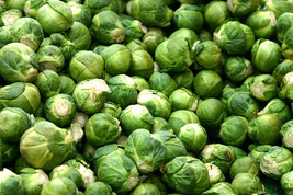 500 Heirloom Brussel Sprout Brassica Oleracea Green Long Island Vegetable Seeds  - $12.00