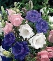THJAR 100 Canterbury Bells Crown Mix Campanula Medium Flower Seeds * - $4.99