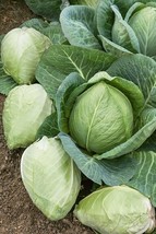 BPA 1000 Cabbage Seeds Charleston Wakefield Heirloom Non Gmo Fresh From US - £7.16 GBP