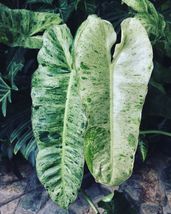 Paraiso Verde Variegated Philodendron Starter Plant - £102.62 GBP