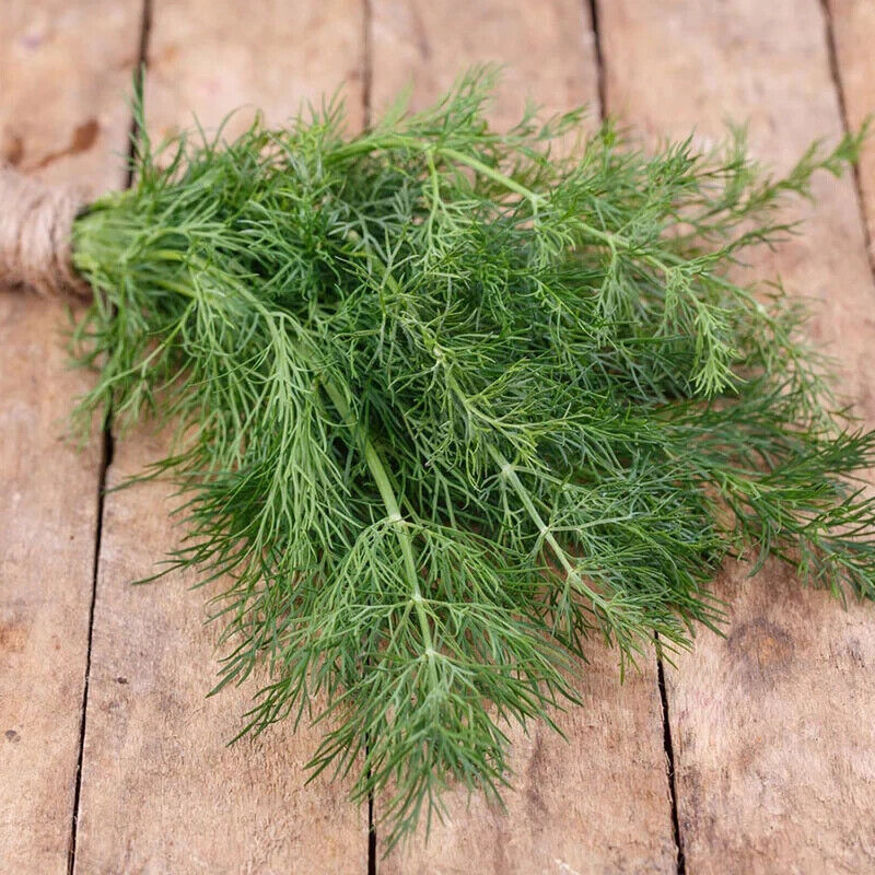 GIB Dill 25 Fresh Herb Seeds -  - $2.00