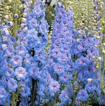 KKG Light Blue Rocket Larkspur Seeds Delphinium Consolida Ajacis Fresh G... - $146.94 MXN