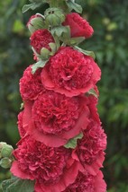 FA Store 25 Double Rosey Red Hollyhock Seeds Perennial Giant - £8.70 GBP