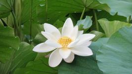 5 seeds Lotus Lily White - $7.45