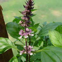 250 Green Tulsi Holy Basil Ocimum Sanctum Tenuiflorum Herb Flower Seeds Fast Shi - £11.64 GBP