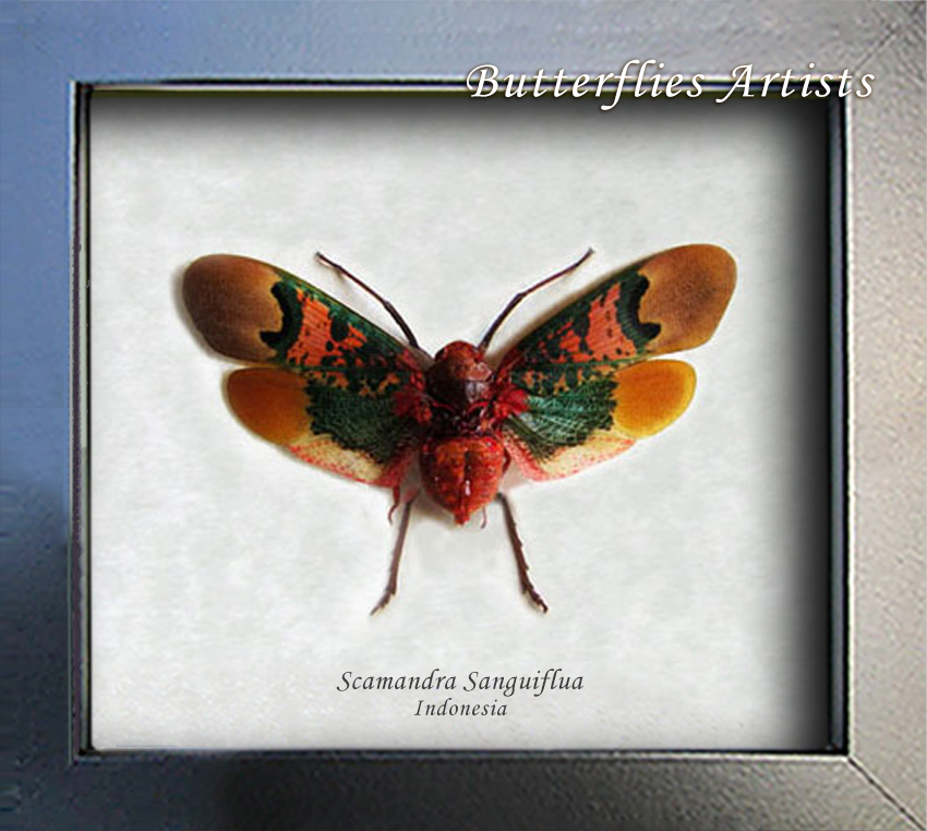 Real Sunburst Lanternfly Scamandra Thetis Entomology Collectible Shadowbox - $42.99