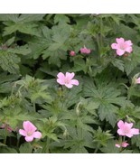 5 Wild Geraniums Plants Cranesbill Geranium Maculatum Organic Bare Root Stock Tr - $15.18